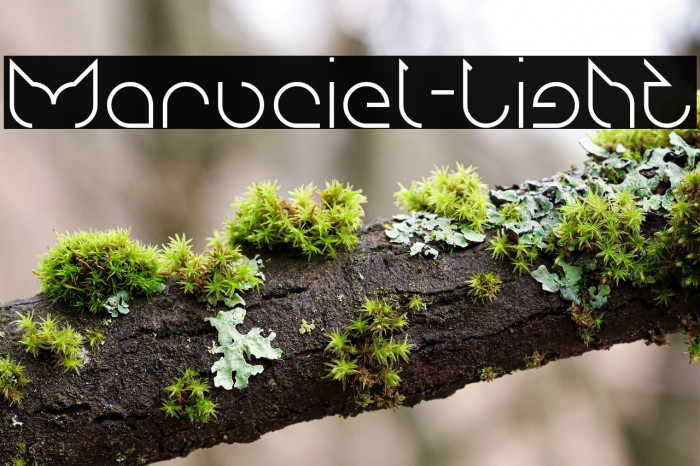 Maruciel-Light Example 1