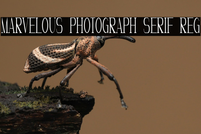 Marvelous Photograph Serif Reg Example 2