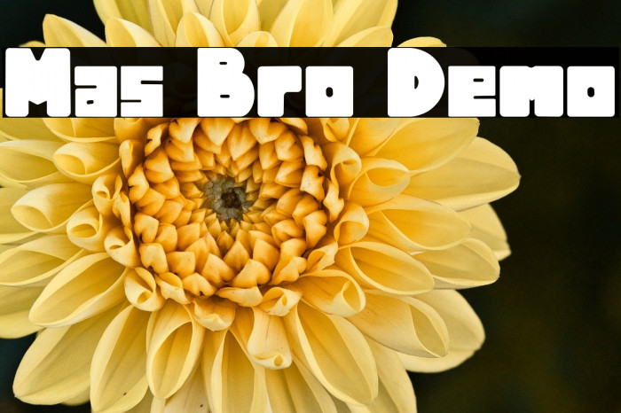 Mas Bro Demo Example 3