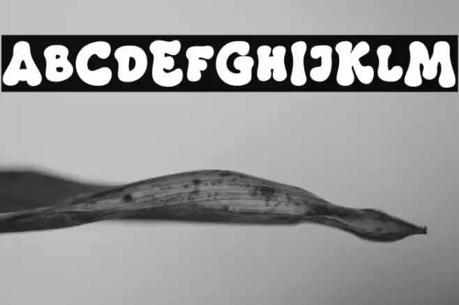 Masa Groovy Font examples