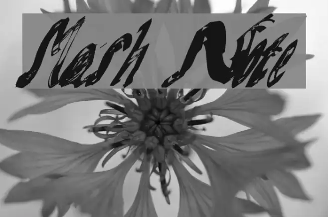Mash Note Example 2