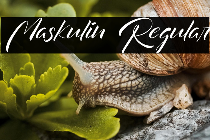 Maskulin Regular Example 1