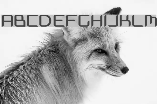 Massimo Font examples