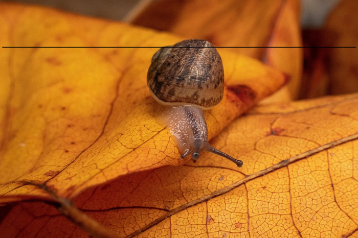 MassmellowSwash Example 3