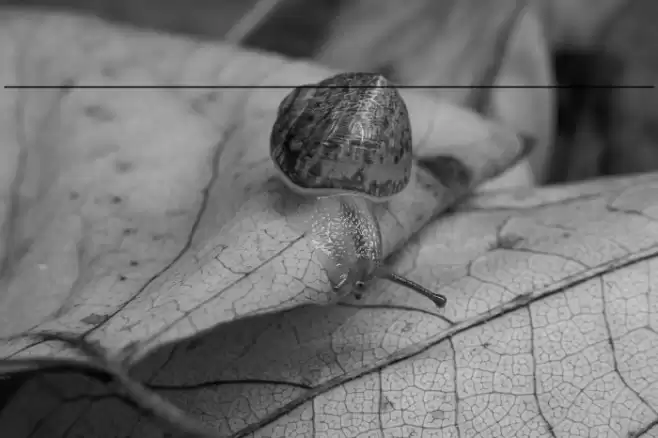 MassmellowSwash Font examples