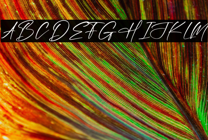 Massterdam Fontera Example 1