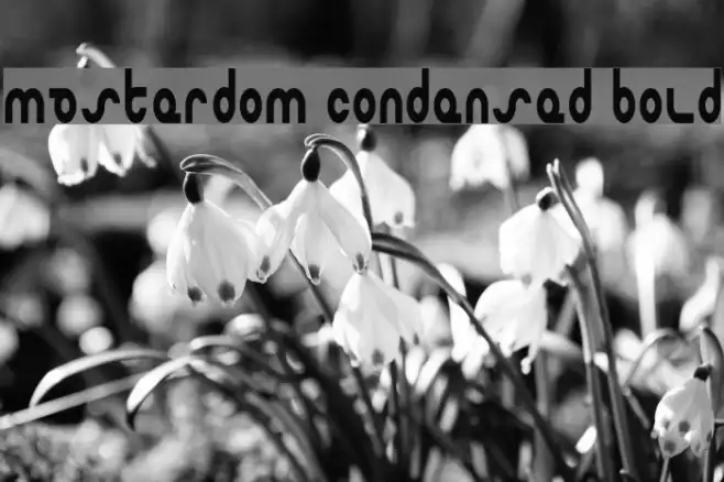 Masterdom Condensed Bold Example 2