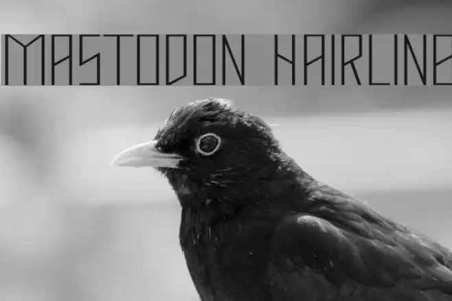 Mastodon Hairline Font examples