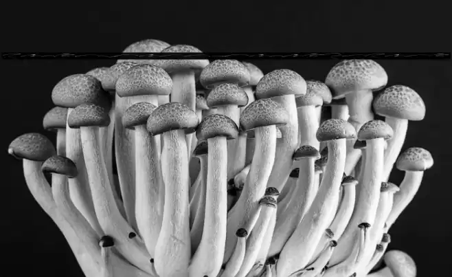 MathildaSignatureSwash Шрифта examples