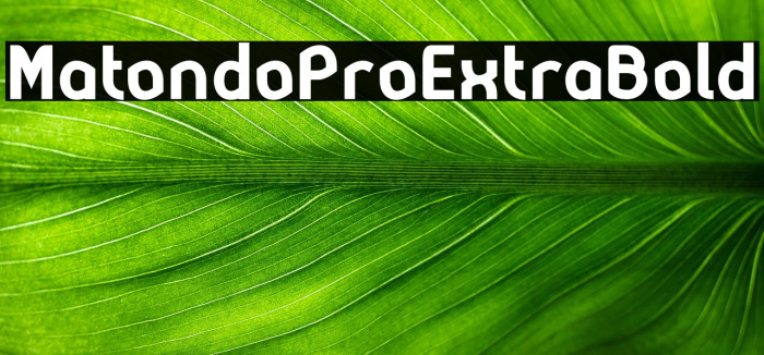 MatondoProExtraBold Example 2