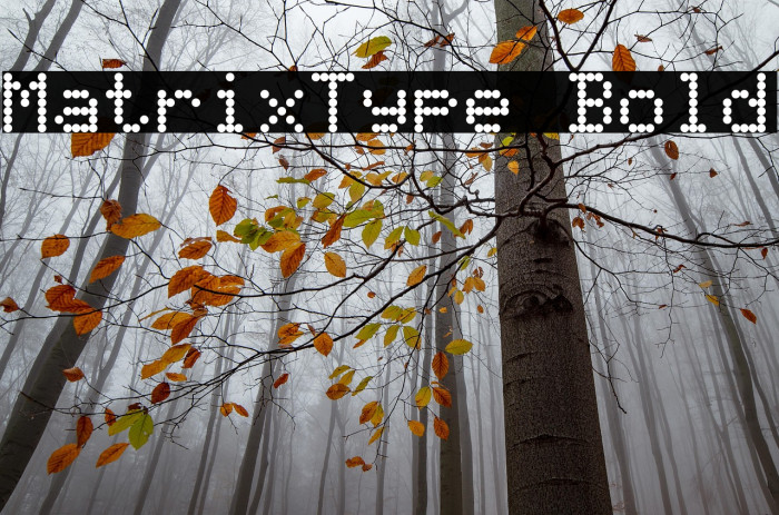 MatrixType Bold Example 1