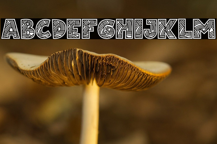 Matsuri-Regular Example 1