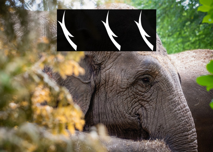 Matter Of Fact Ornament Example 2