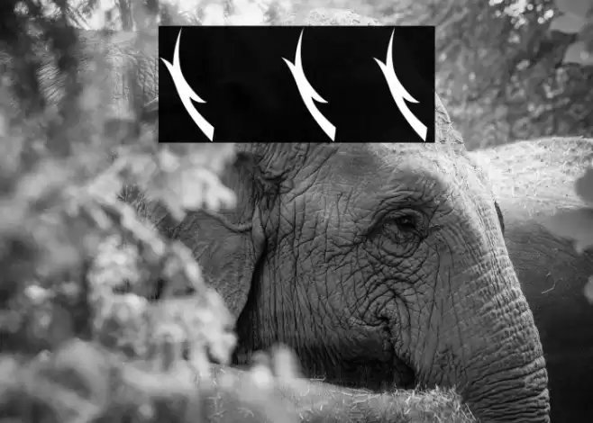 Matter Of Fact Ornament Font examples