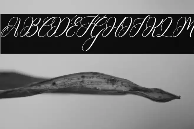 Matthew Font examples