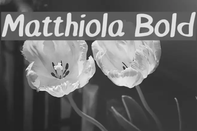 Matthiola Bold Font examples