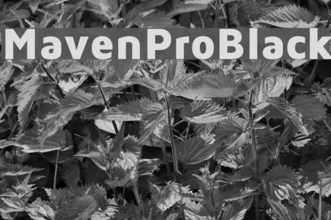 MavenProBlack Font examples