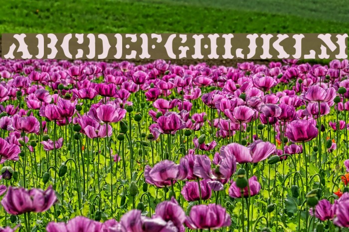 Maverick JL Font examples