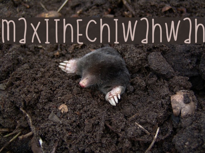 MaxiTheChiwahwah Font examples