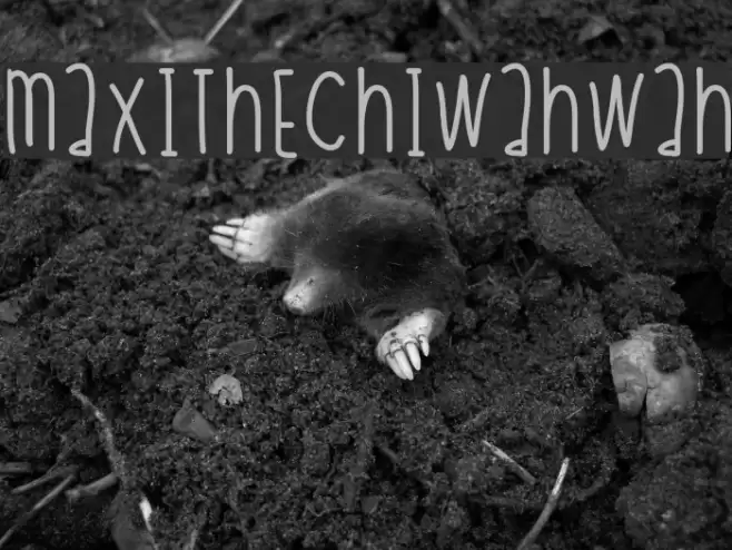 MaxiTheChiwahwah Font examples