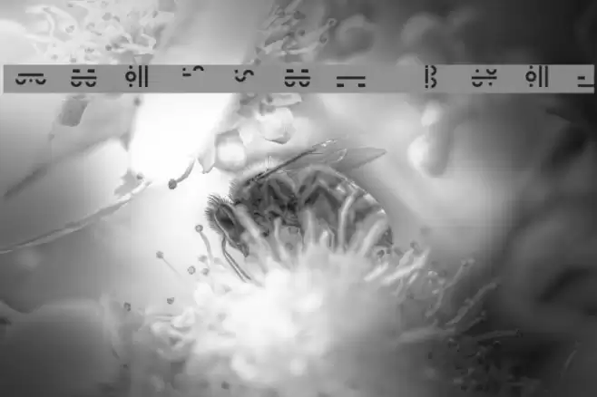 Maximal Text Font examples