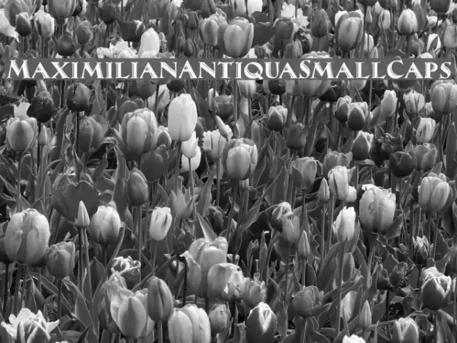 MaximilianAntiquaSmallCaps フォント examples