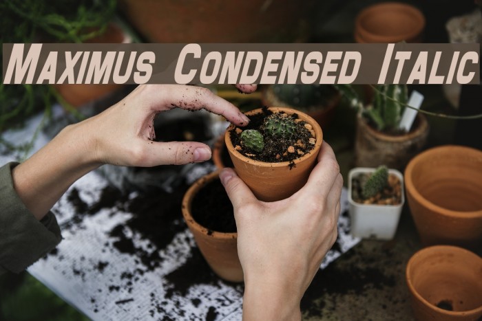 Maximus Condensed Italic Font examples