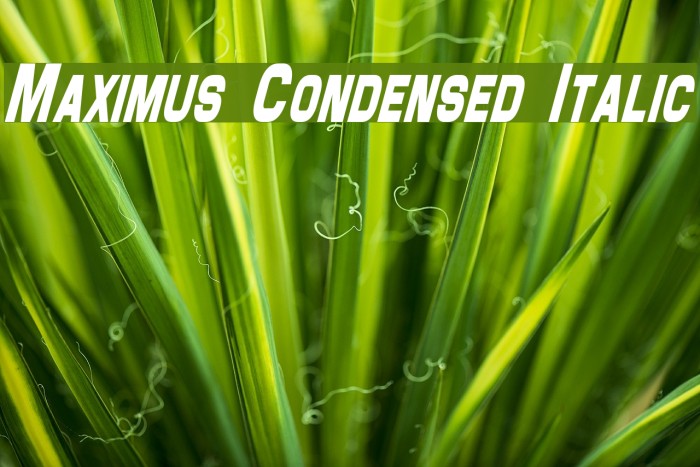 Maximus Condensed Italic Font examples