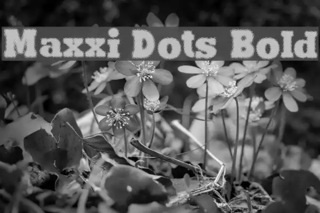 Maxxi Dots Bold Example 3