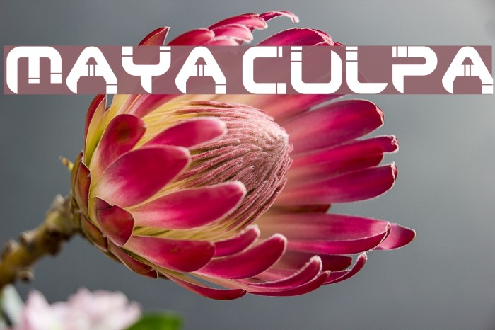 Maya Culpa Font examples