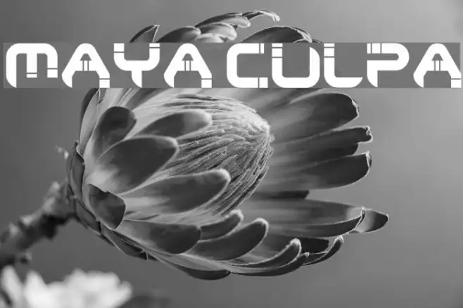 Maya Culpa Example 2