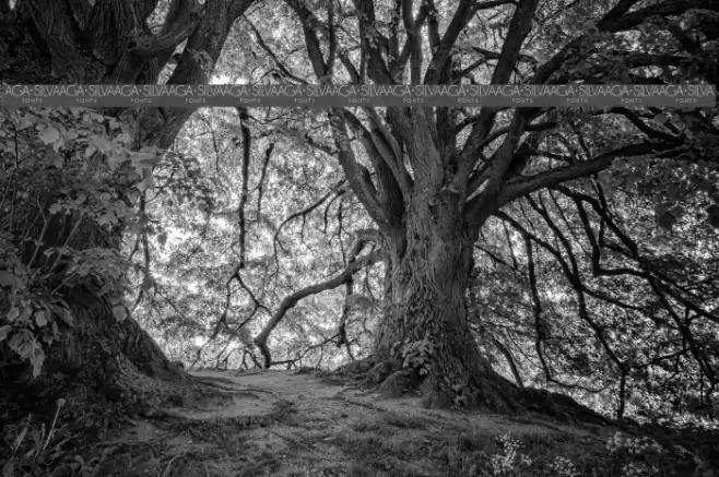 Maya Tiles PROMO フォント examples