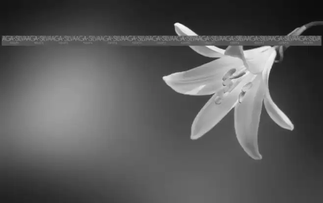 Maya Tiles PROMO フォント examples