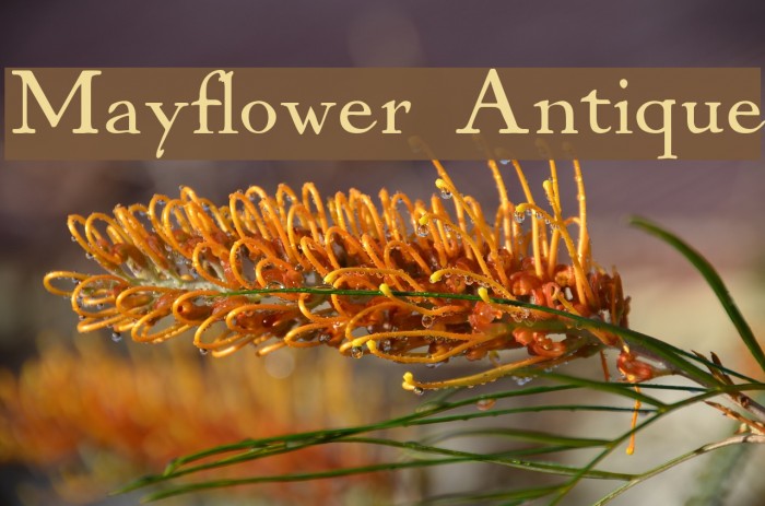 Mayflower Antique Font examples