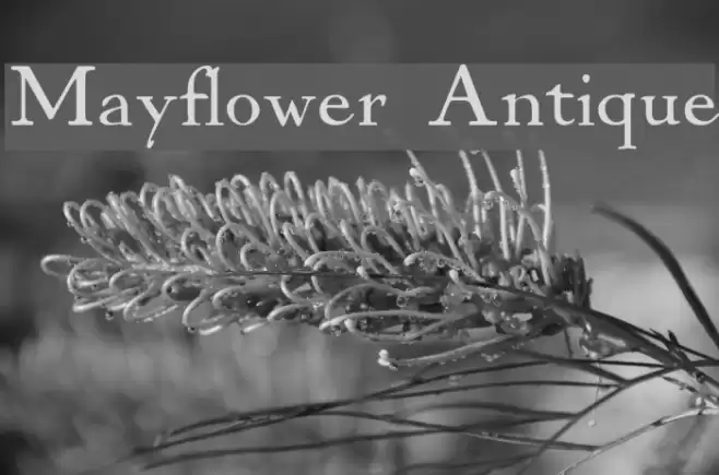 Mayflower Antique フォント examples