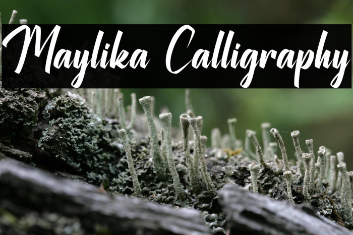 Maylika Calligraphy Example 3