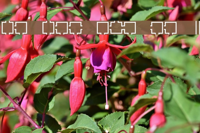 Maze Maker Dungeon Level 1F Example 3