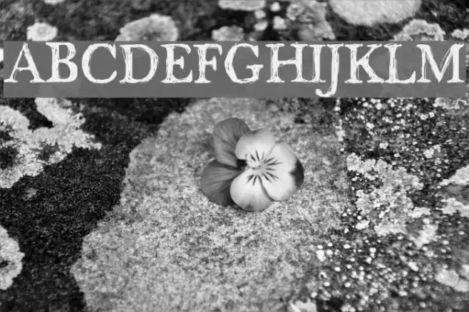 maenan2 Font examples