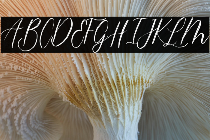 magdalenascript Example 2