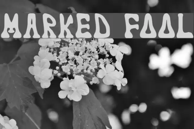 marked fool Fonte examples