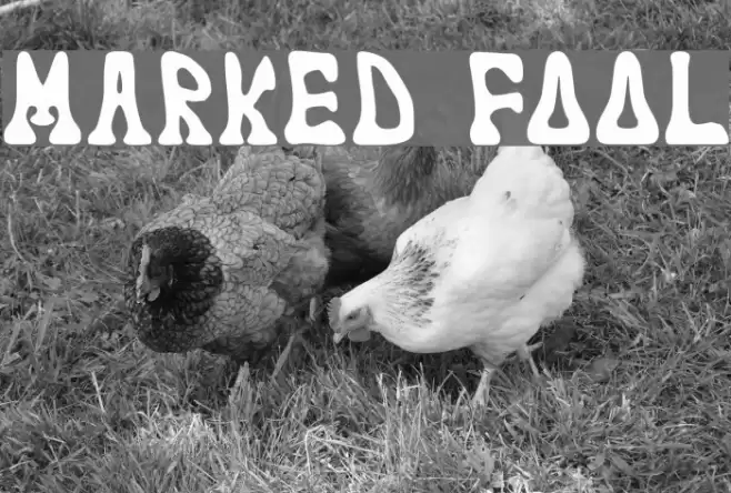 marked fool Fonte examples