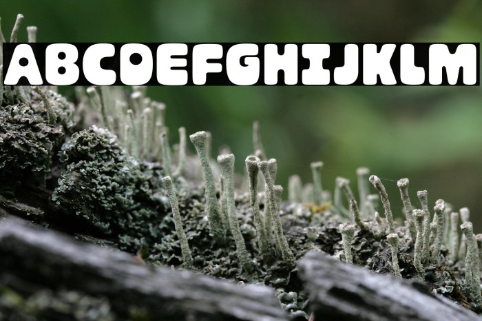 marlon regular Example 3