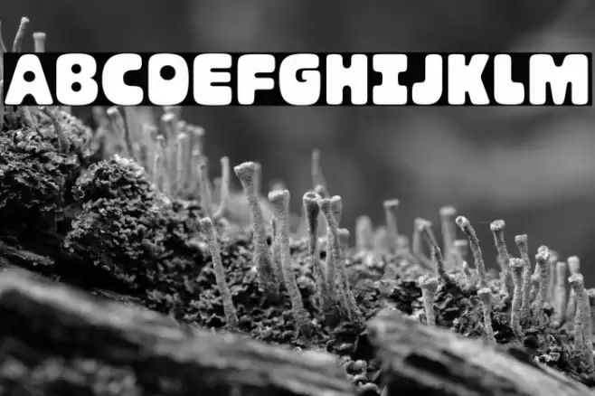 marlon regular フォント examples