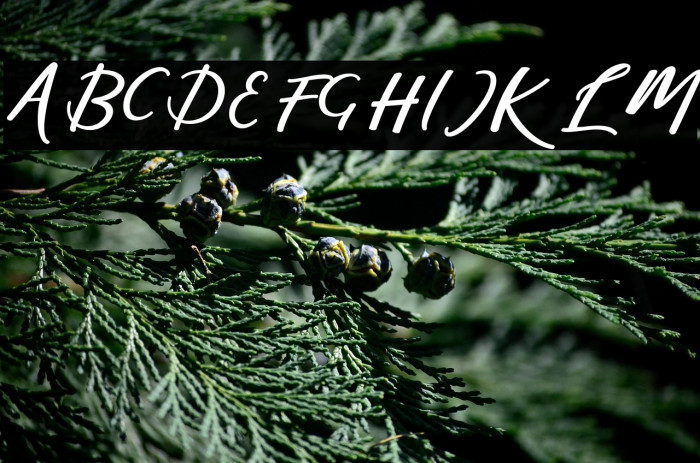 martini-Regular Example 3