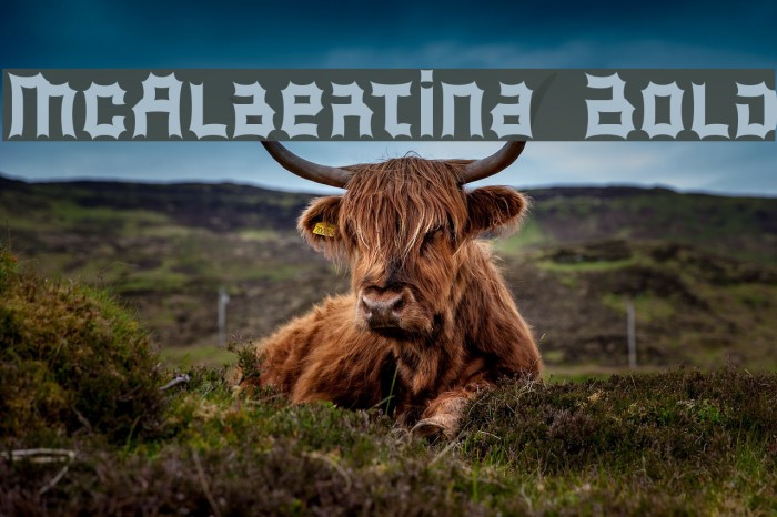 McAlbertina Bold Font examples