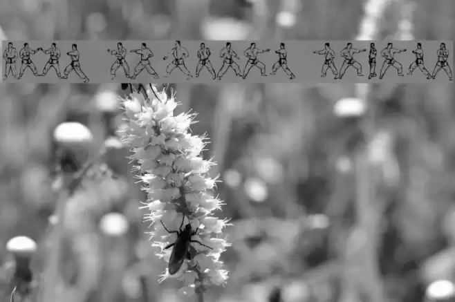 McCoy Dingbat Karate Font examples