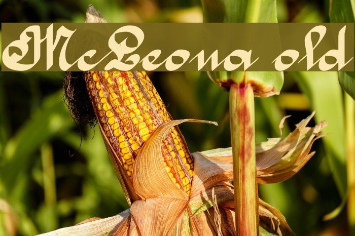 McLeona Bold Example 3