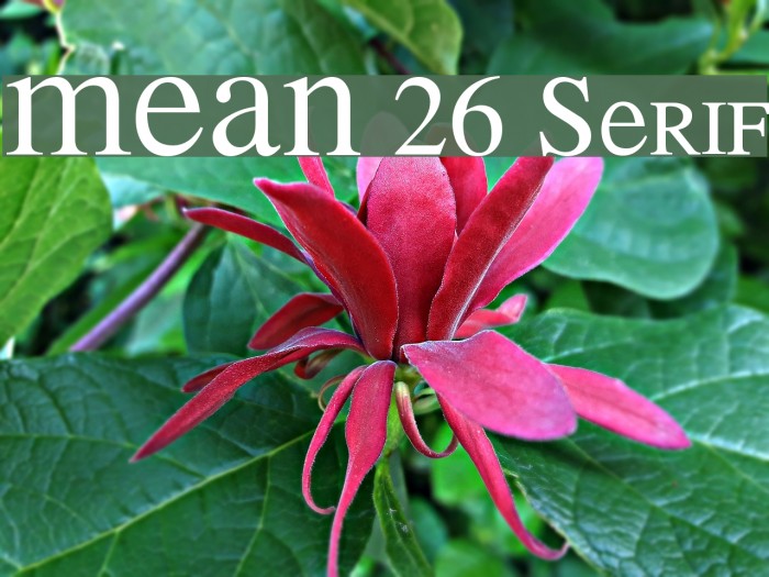 MEAN 26 Serif Font examples