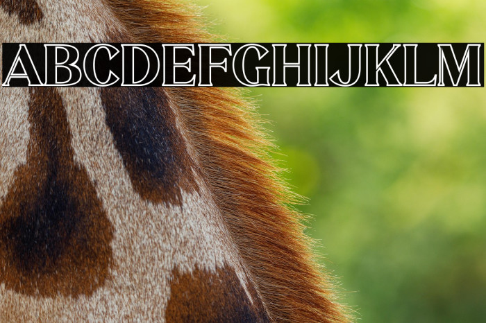 MELISA OUTLINE Example 1