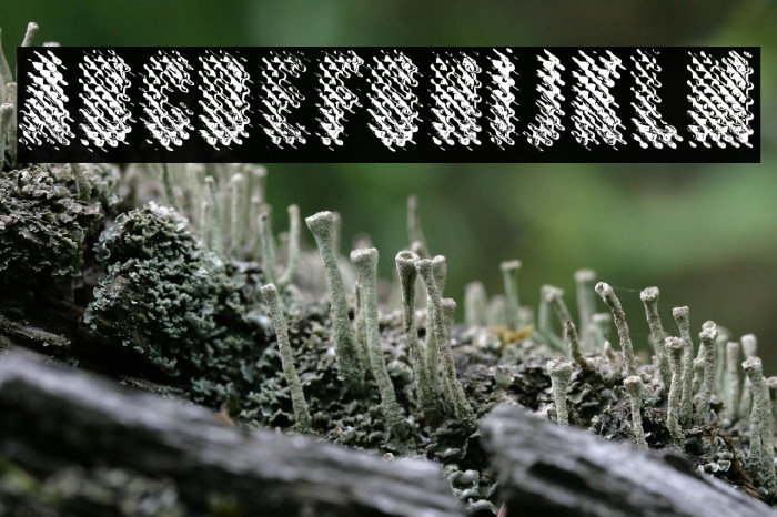 MERCURYBWPERSONALUSE-Regular Example 3